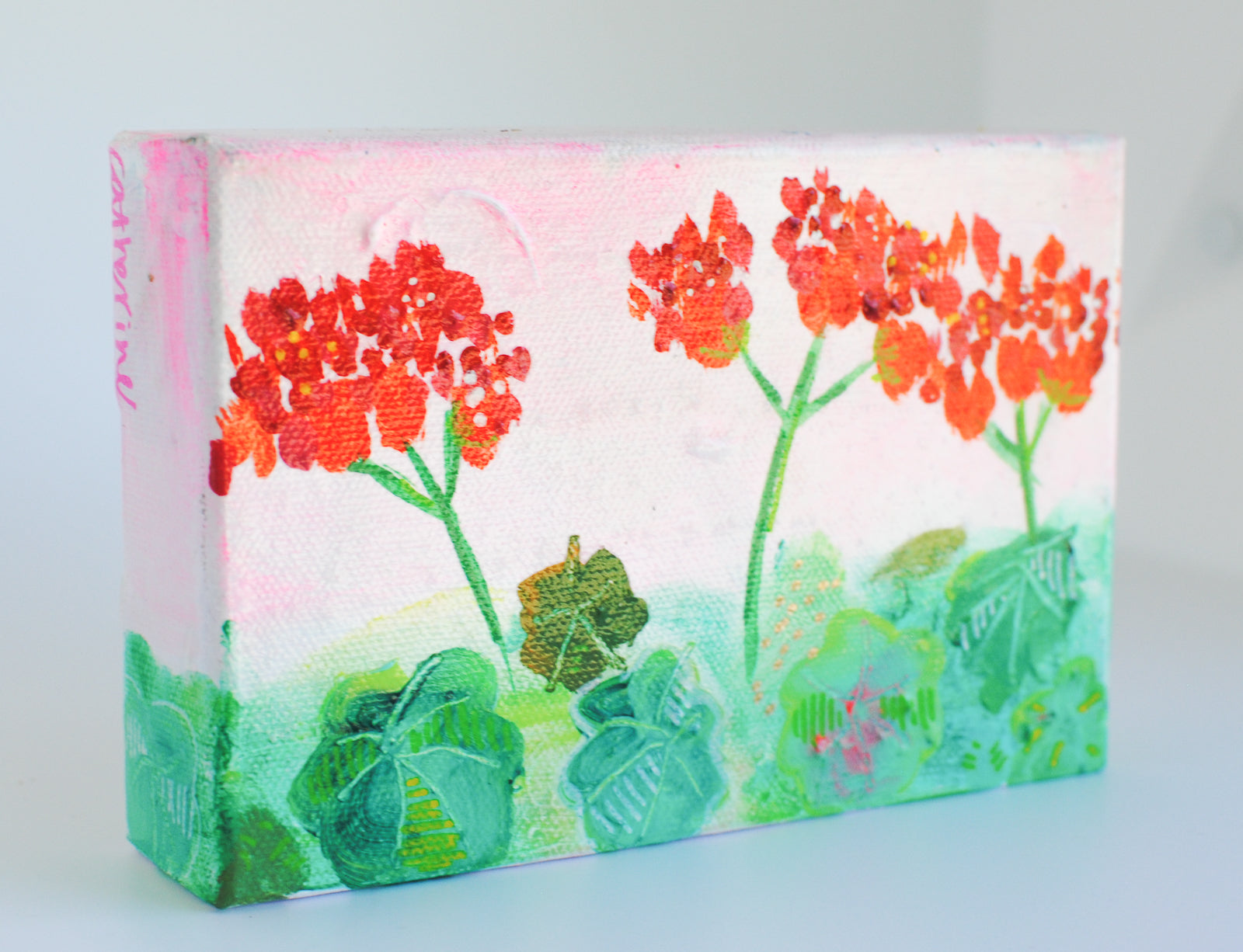 geraniums, pink